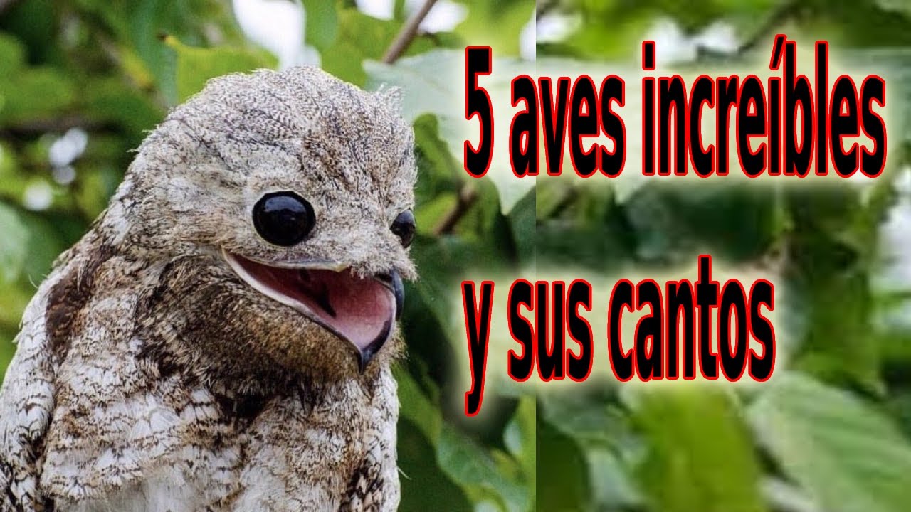 5 невероятных птиц и их песни