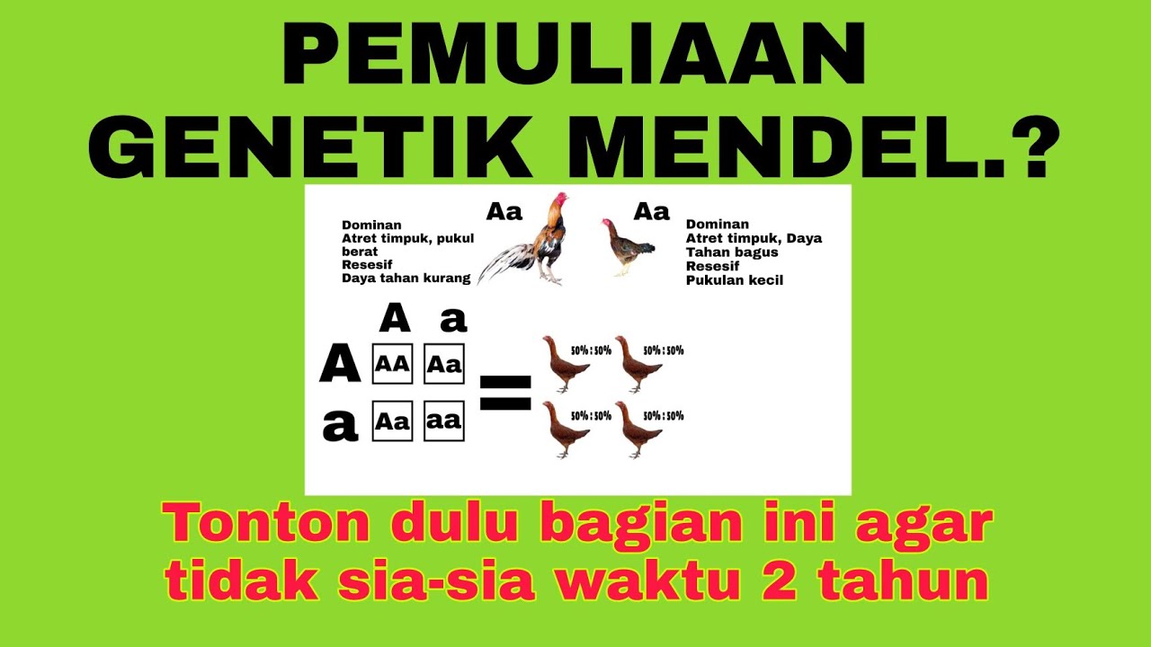 Pemuliaan Genetik Tidak Sesuai.?