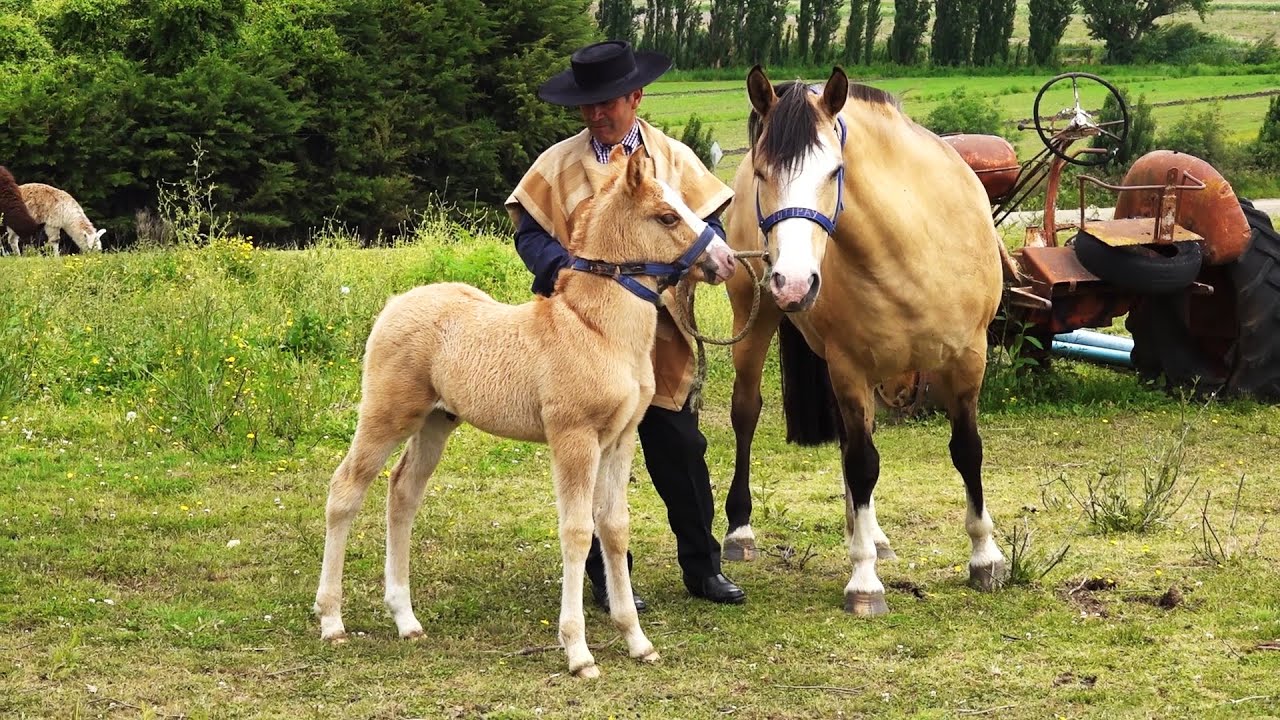 Sello de Raza Cap682 Cutipay Diciembre 2024