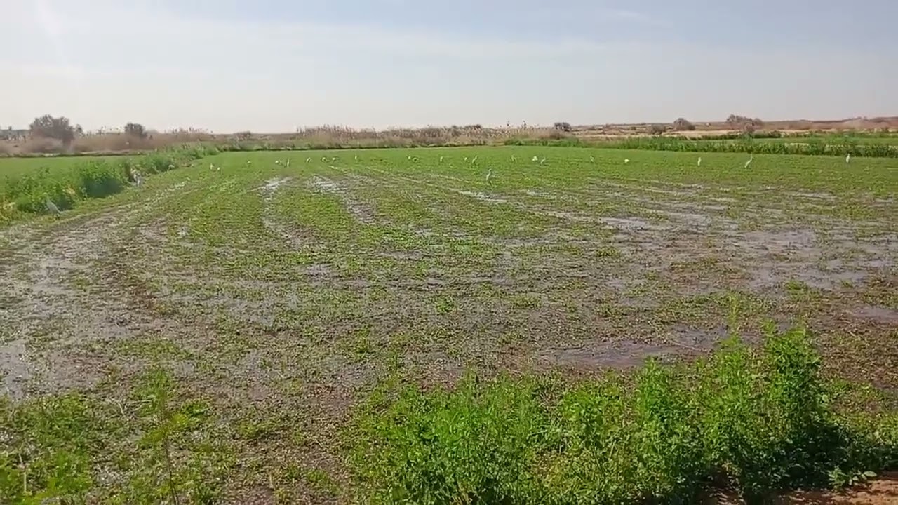 الوادي الجديد الفرافرة لا للمبيدات لا الكيماوي ٠١١٢٢٤٧٤١٨٩