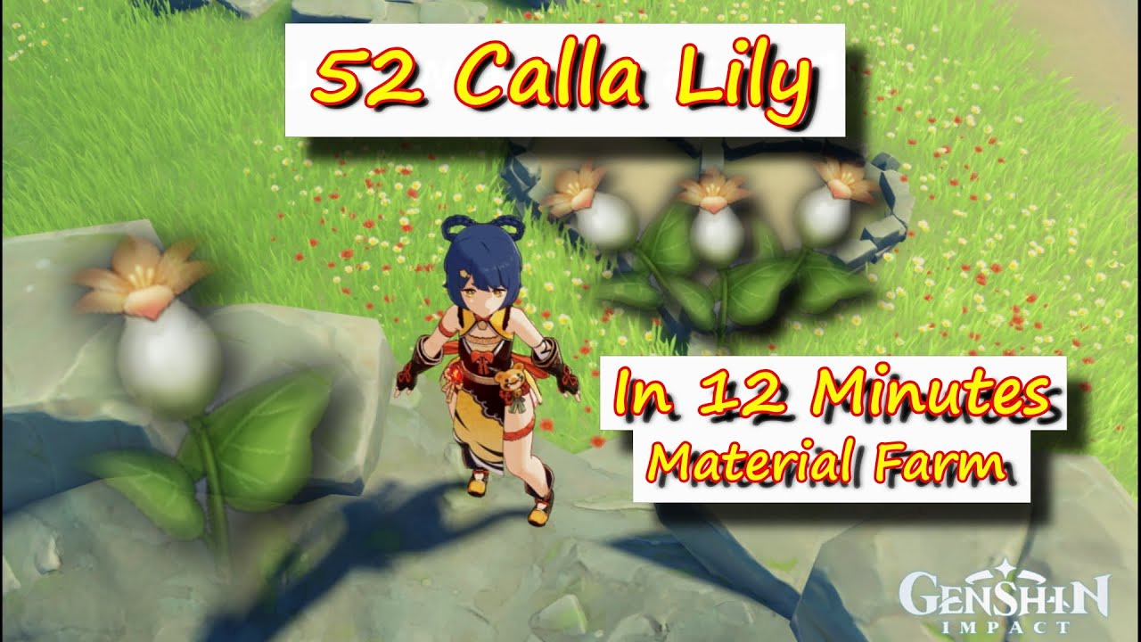 52 Calla Lily in 12 Minutes + 5 from the Flower Vendor (Diona Ascension Material) - Genshin Impact
