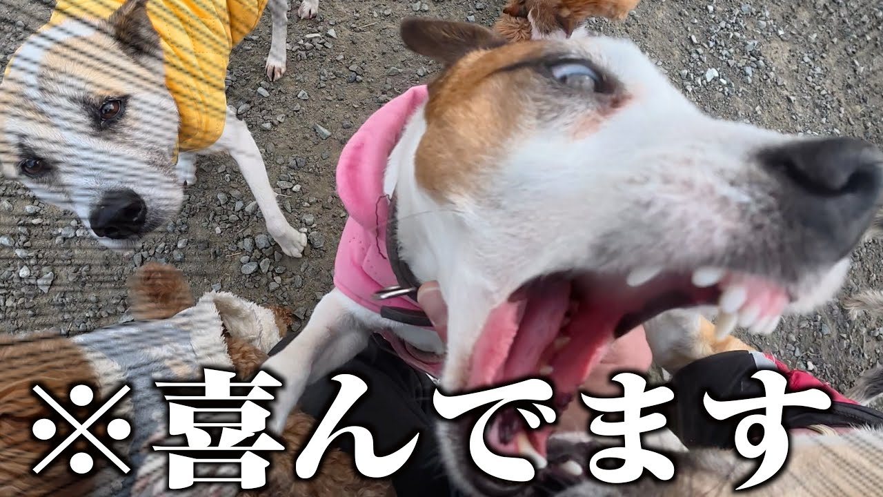 多頭飼いの飼い主が５日ぶりに犬たちに会うと襲撃されます