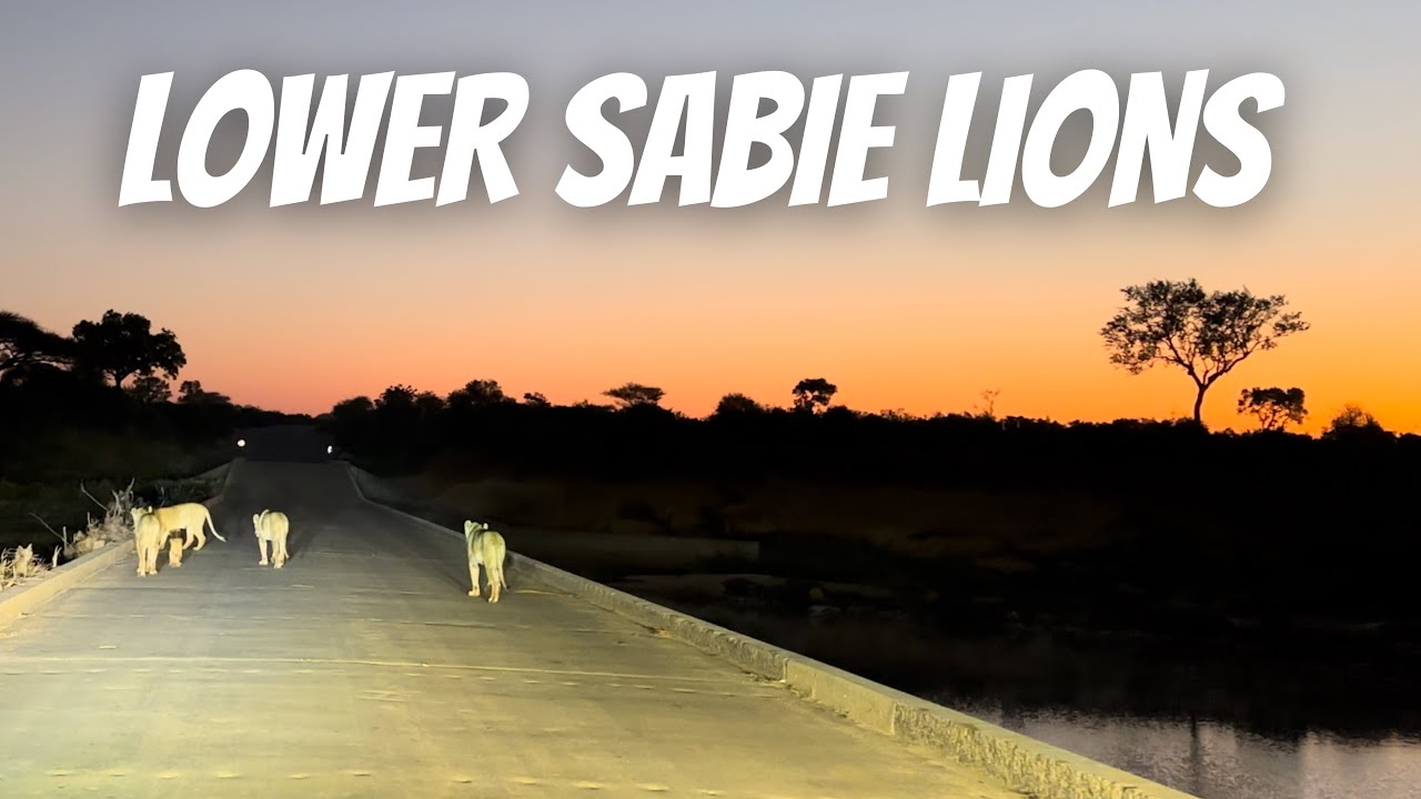 Day 4 - Lower Sabie. A SUNRISE WITH LIONS!