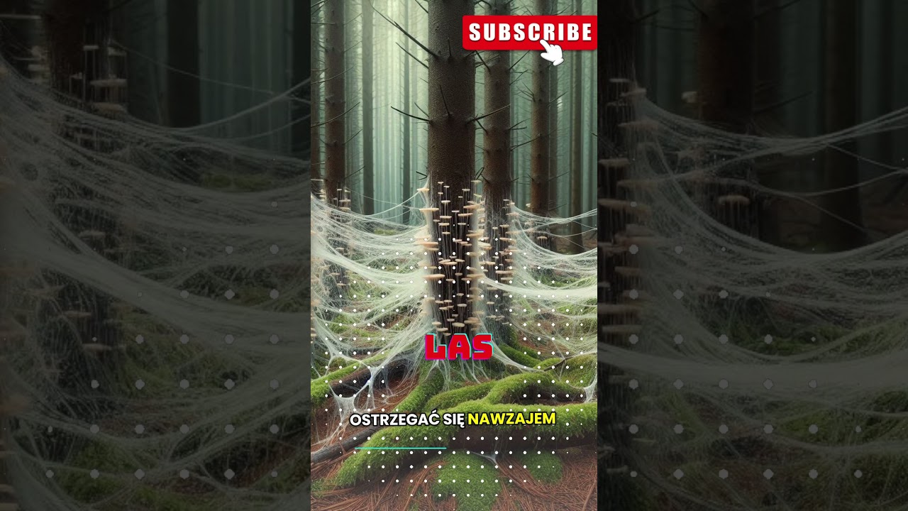 Wood Wide Web: Tajemnice Podziemnej Sieci Drzew 