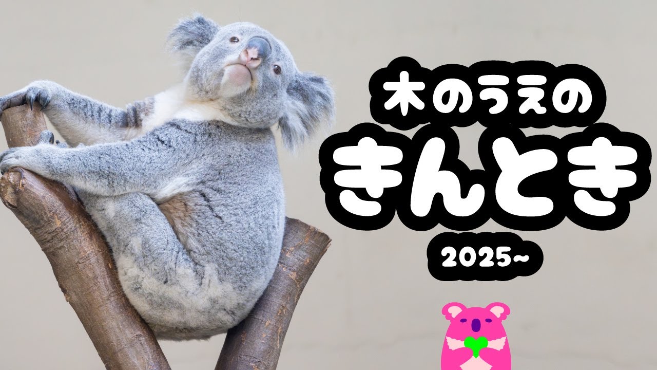 ［コアラ］木の上にハマっているきんときSelection