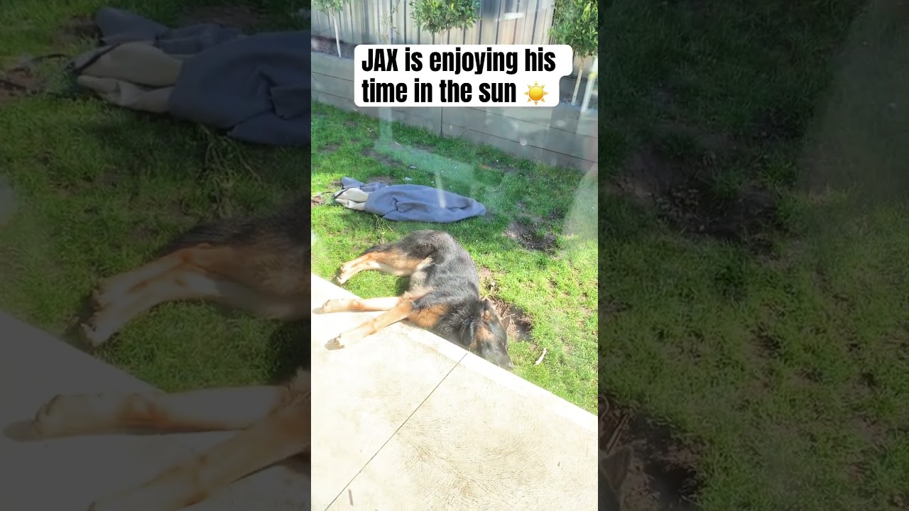 Jax is enjoying the sunshine in the sunshine #sunshine #dog #germansherpherd