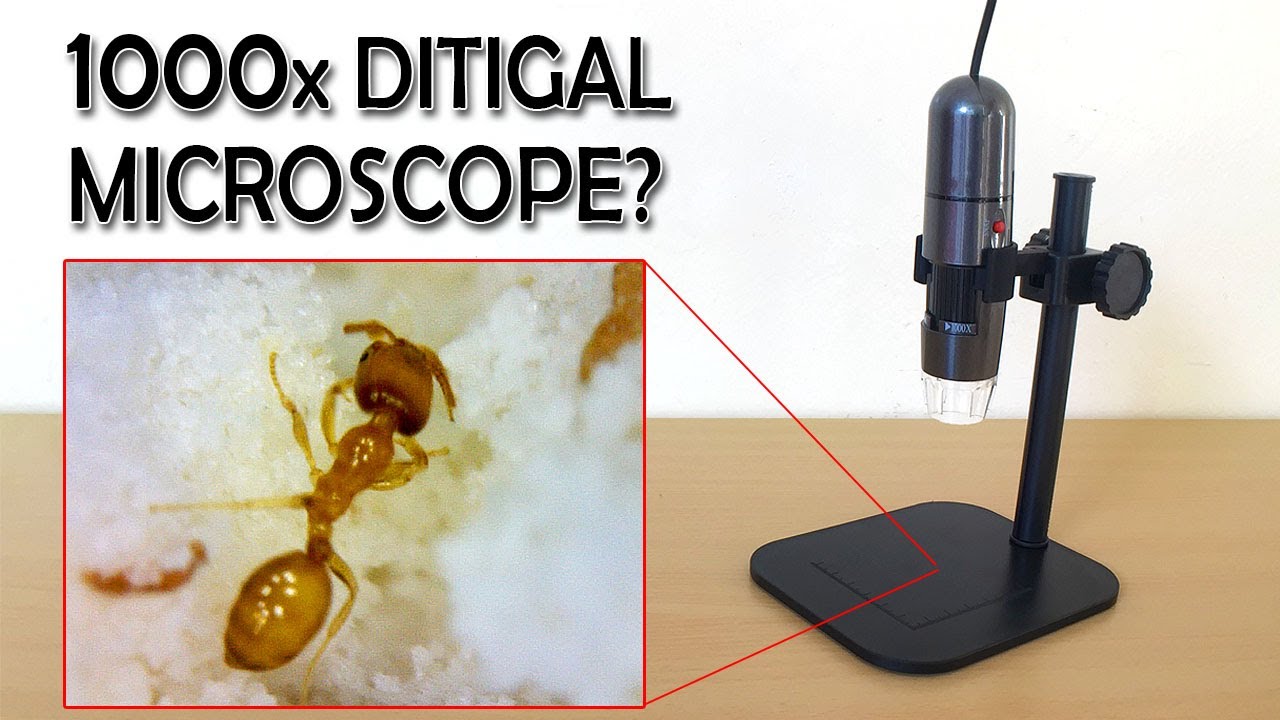 1000x Digital Microscope Review | Sample images | Gearbest