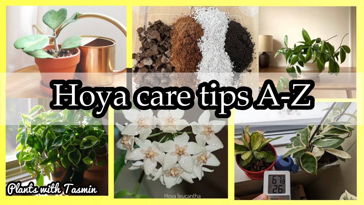 Hoya Care Tips A-Z | Complete Care Guide for Hoya plants