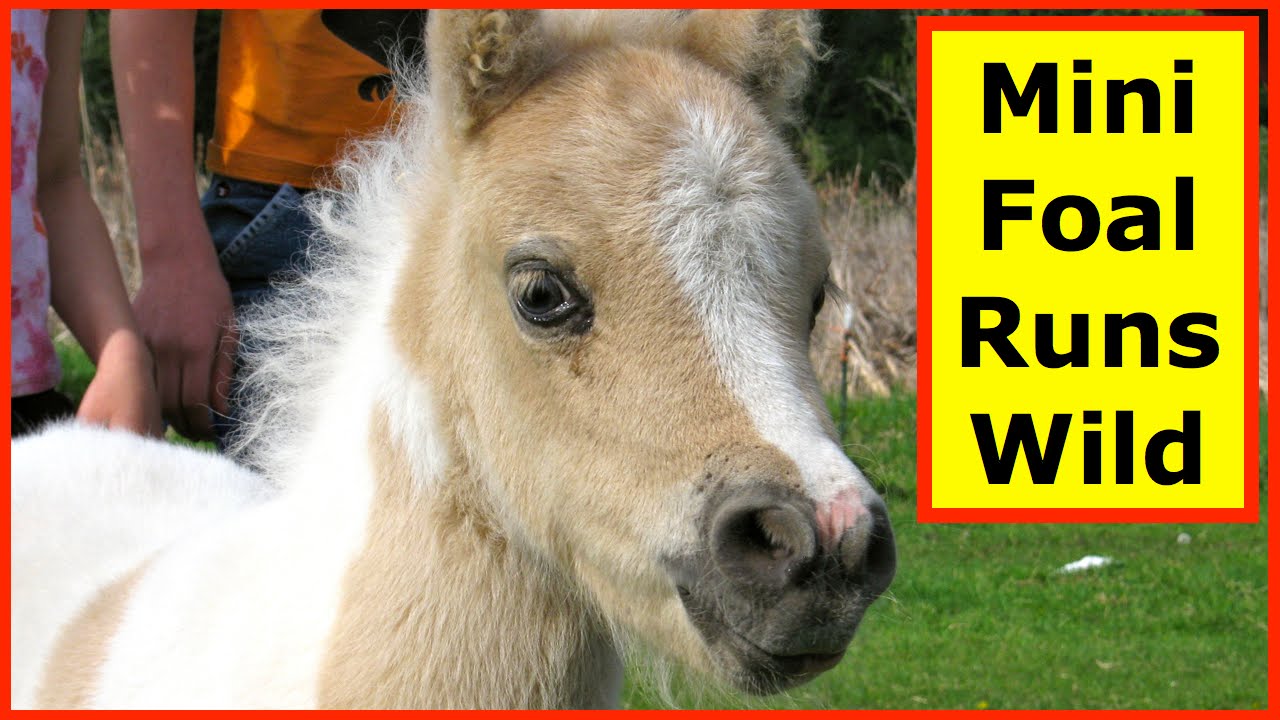 Cute Baby Miniature Horse Runs Wild