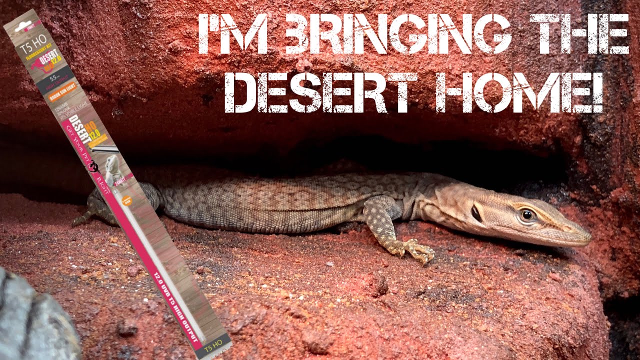 Arid Australian Reptile Enclosure build! ~ Varanus tristis tristis - black-headed monitors
