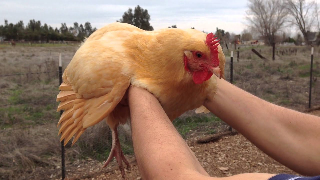 Flight of the Chickadoo
