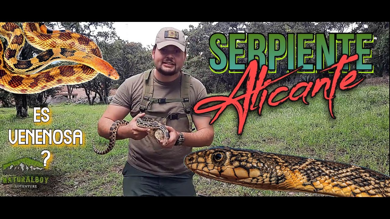Alicante (Pituophis deppei), cincuate, serpiente sorda Mexicana