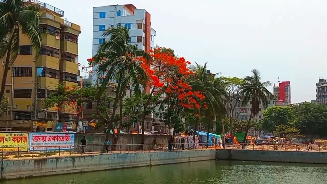 মানিকনগর _স্টাফ কোয়ার্টারে কৃষ্ণচূড়া ফুল ফুটেছে 🌺🥰 #viralreels #vairal #Maniknagar #Dhaka