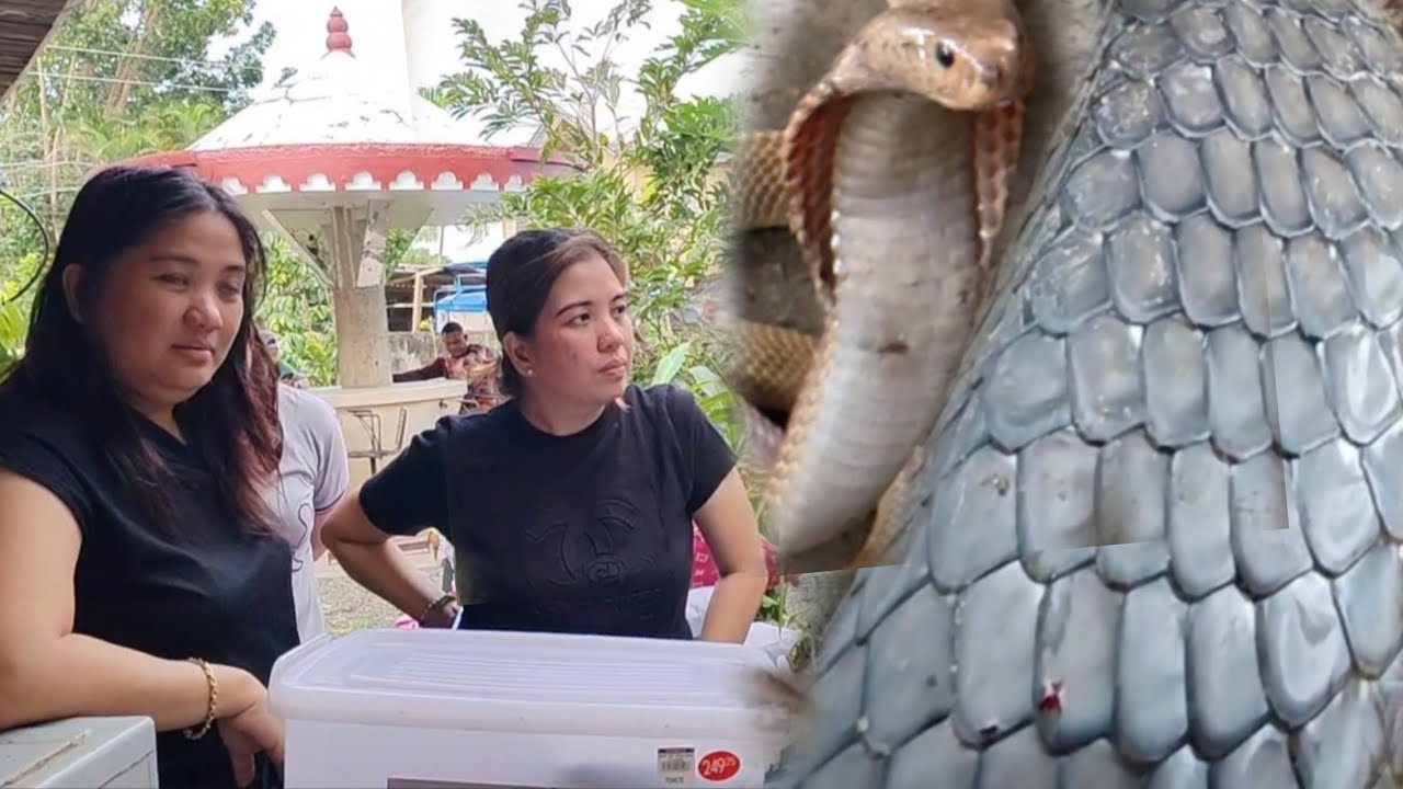 MALAKING COBRA ANG PUMASOK SA BAHAY