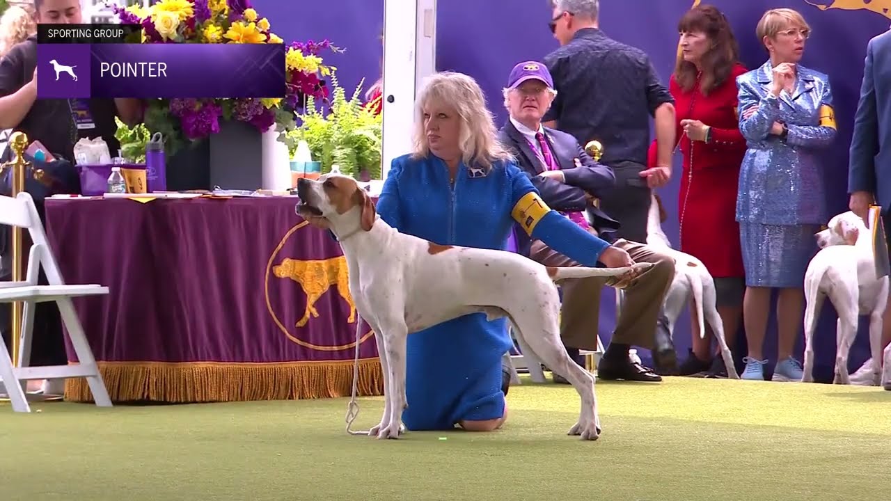 Pointers | Breed Judging 2024