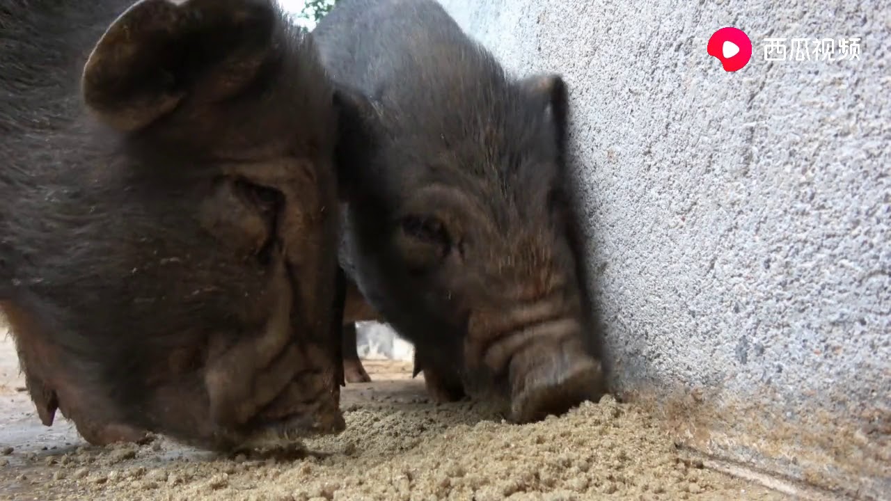 华农兄弟：给竹鼠弄点米糠拌饭，把2只香猪吸引了过来