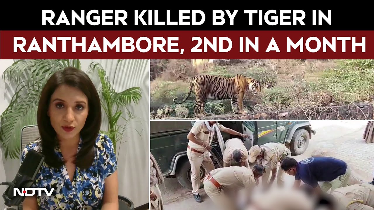 Ranthambore Tiger Attack | Ranger Killed By Tiger In Ranthambore. Has Feeding Disrupted Behaviour?