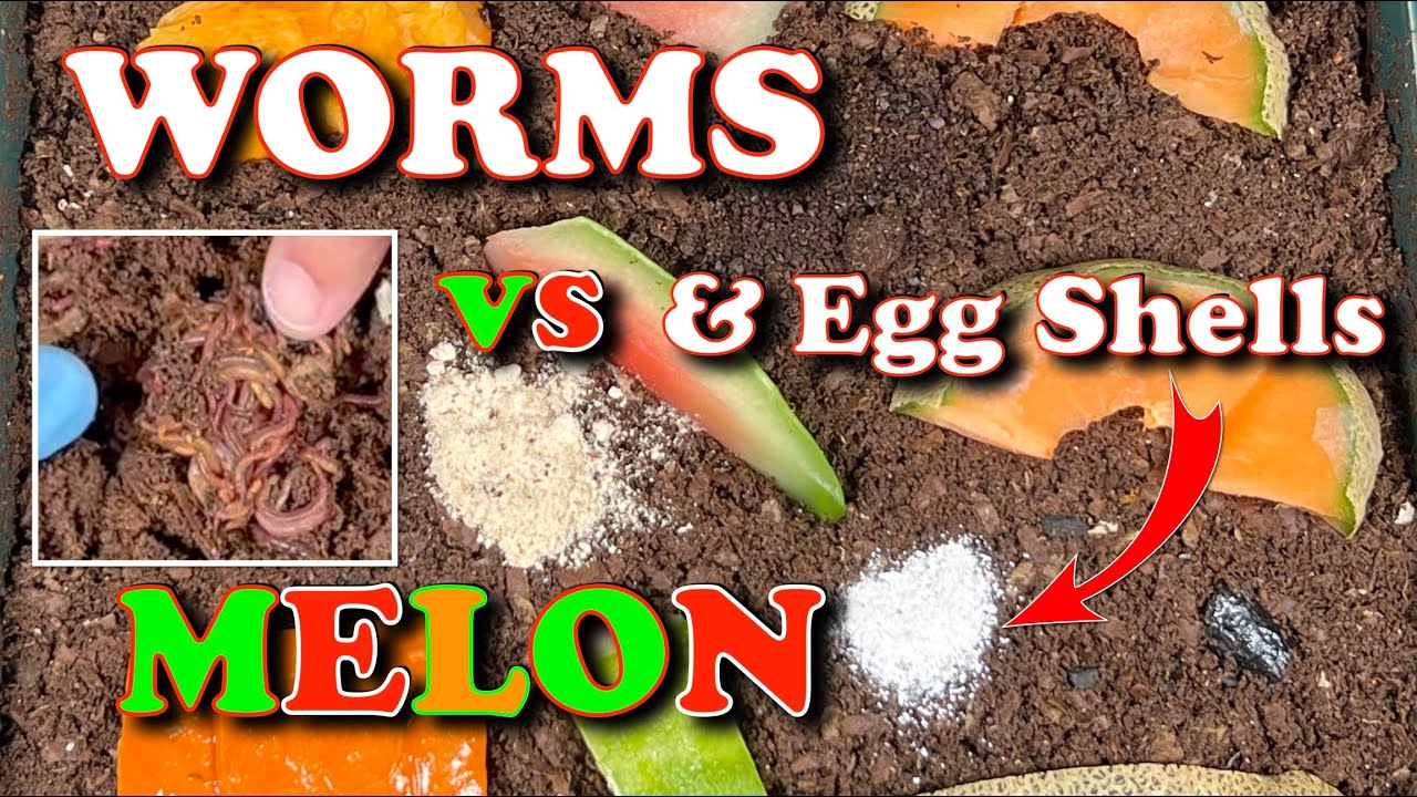 You'll Never Believe How Fast Worms Eat Egg Shell Grit & Melons!!! | Vermicompost Worm Farm