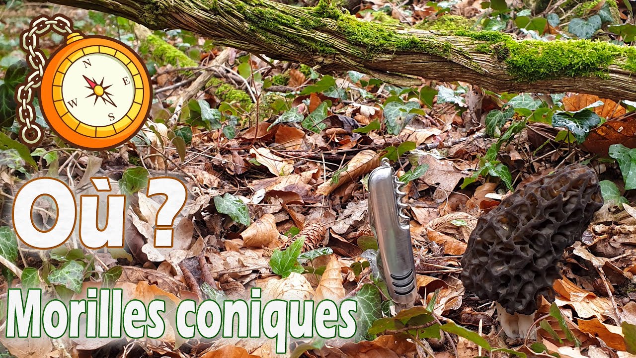 Où trouver des morilles coniques ? Je prospecte et j'en trouve !