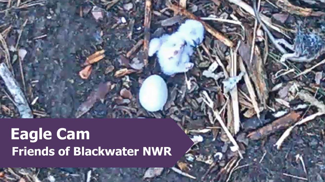 Close-up of Owl Chick and Intruder Flyby | 3.5.24