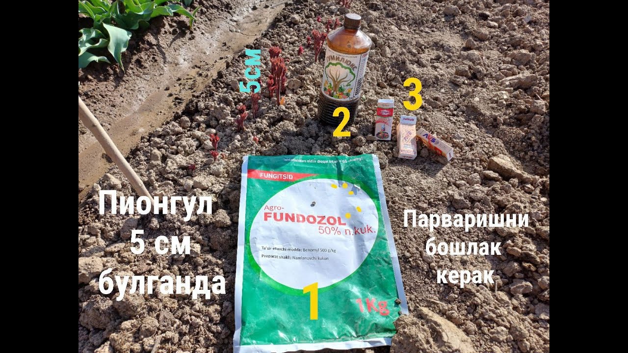 Пионгулларга 1 озука бериш 17.03.2025й. #Peony flower care #tulip #flowers #Выращивание пионов