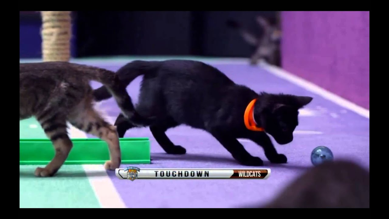 Cat Center Week 6 - Kitten Bowl 2015
