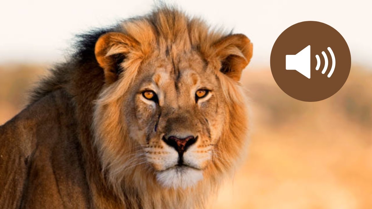 Rugissement du LION le CRI du LION qui RUGIT | Lion Roaring Sounds 🦁🔊