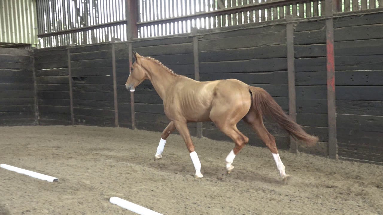 2016 Stallion Akarad Hero Z (Aganix Du Seigneur) x Zavall VDL