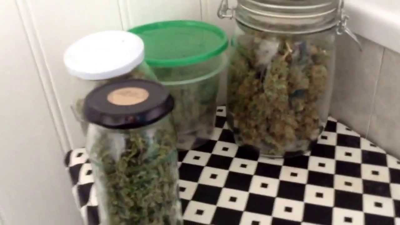 Dinachem Harvest aka Chemdog & Kush & Cheese Update (Veg)
