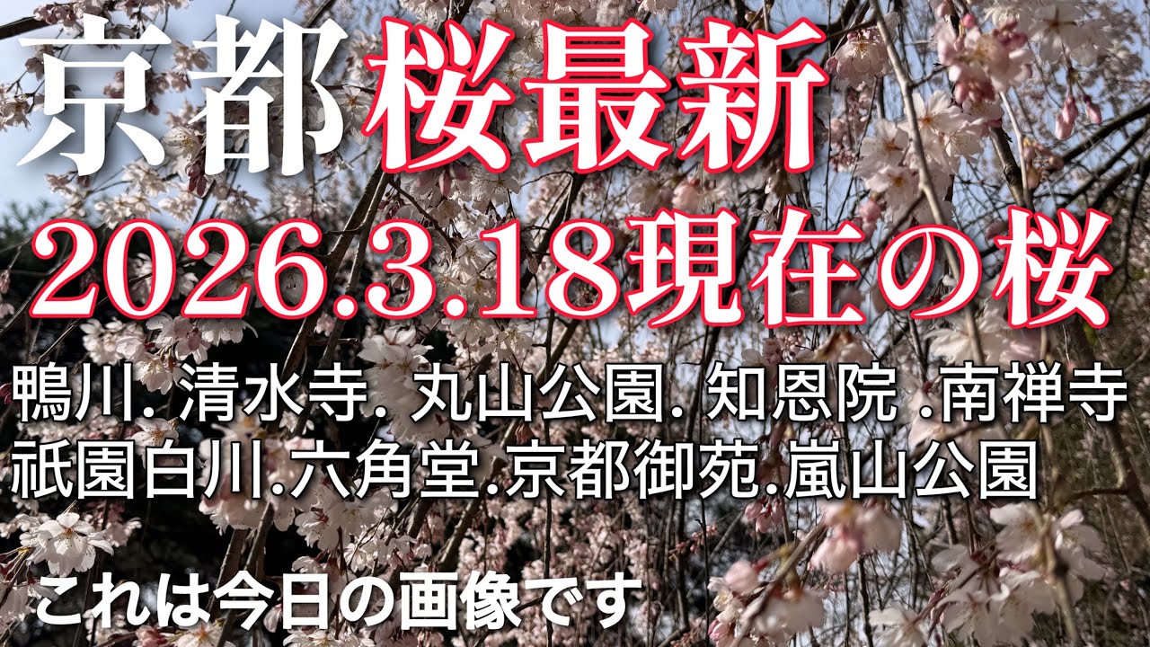 【京都桜最新】2026.3.18のリアルな映像！鴨川、清水寺、丸山公園、知恩院、南禅寺、祇園白川、六角堂、京都御苑、嵐山公園、京都御苑の枝垂れ桜は見頃🌸拝観料無料エリア！