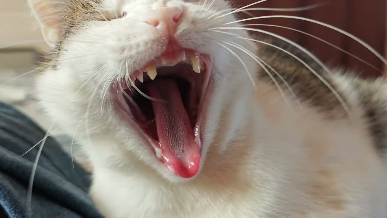 Xiaomi 14 8k my cat Kokos 
