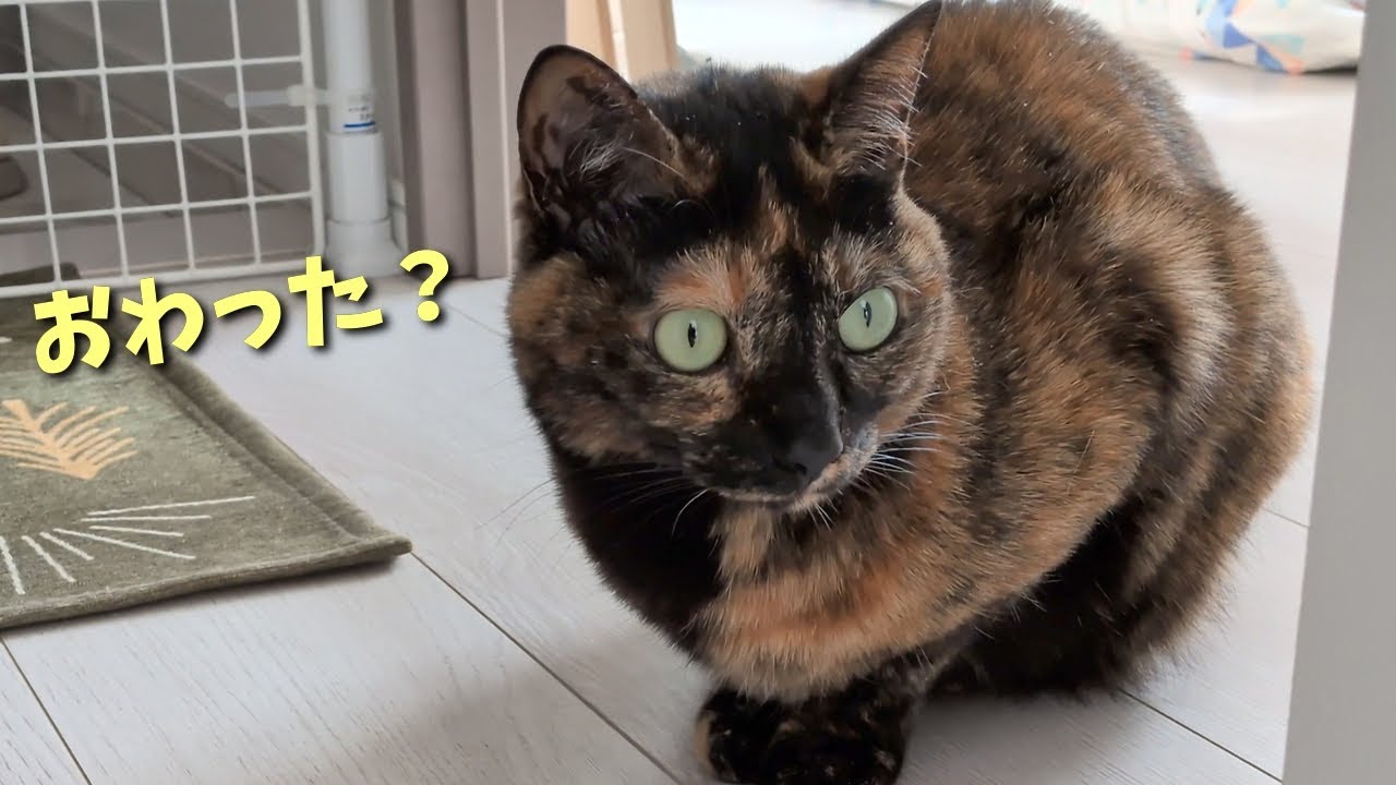 【サビ猫】おわってないよ！悲しげな猫【お掃除】