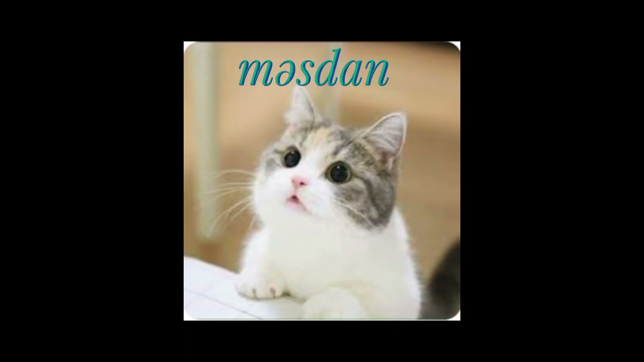 pişik adları 2023
