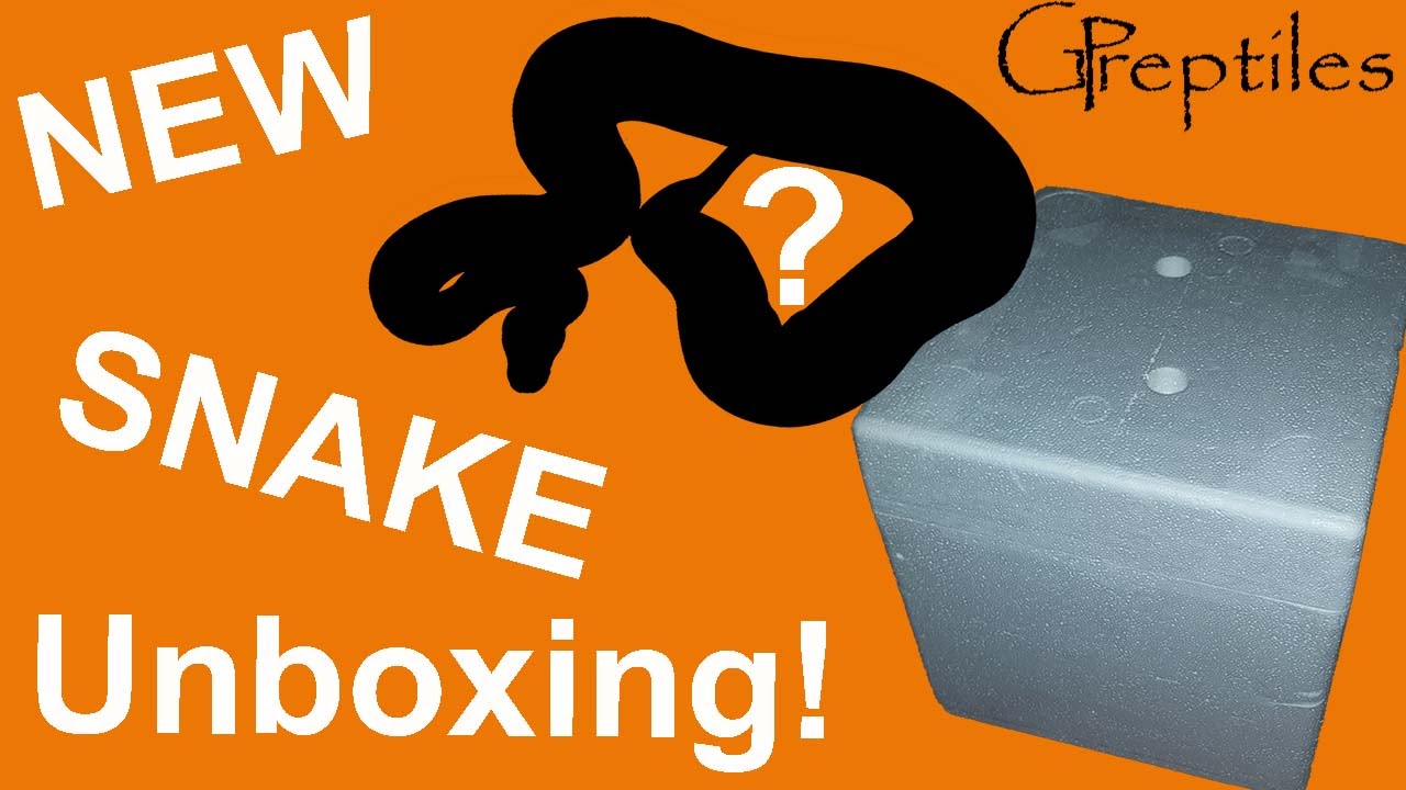 New Snake Unboxing! Something special has arrived!