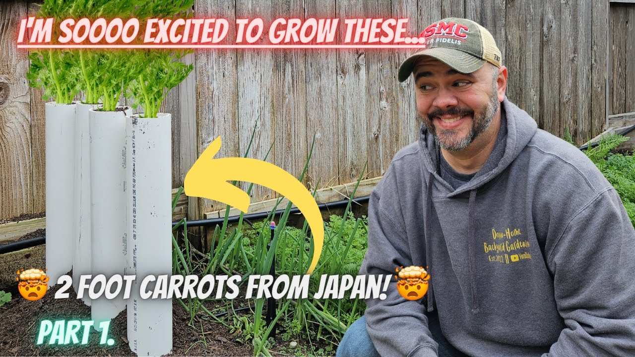 How I'm Growing These Massive Carrots, Come Along for the Experiment || DHBG