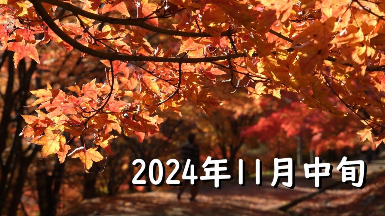 もみじ湖の紅葉 | もみじのトンネルから箕輪ダムまで一万本のもみじを散策[2024年11月中旬] | 4K, おすすめ紅葉スポット一位(じゃらん), 信州紅葉, トレッキング, ハイキング, 自然散策