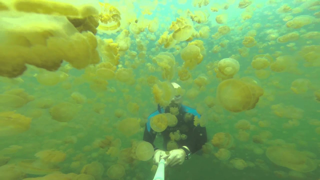 Palau Jelly Lake J&auml;nner 2015