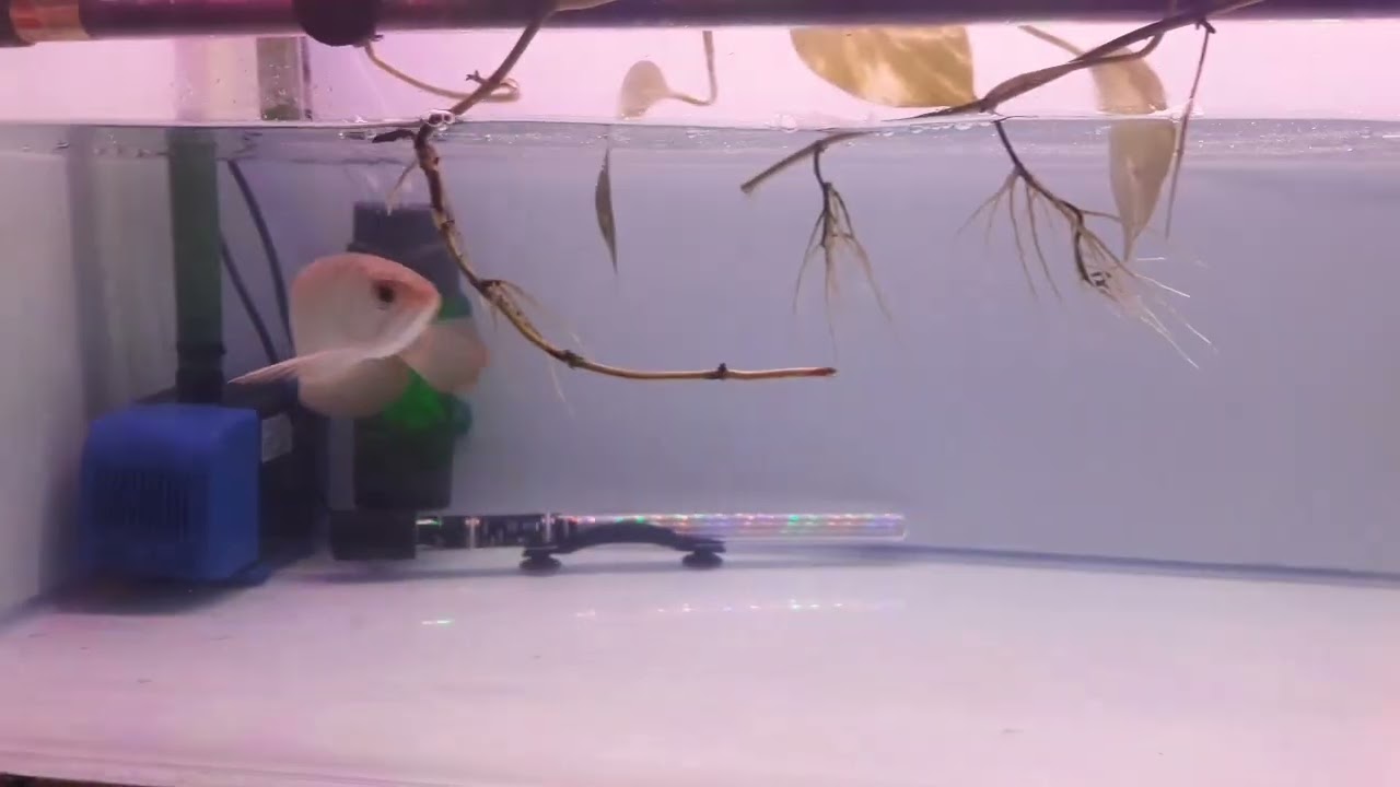Arowana BBXB Bluebase WTT White Tank Treatment