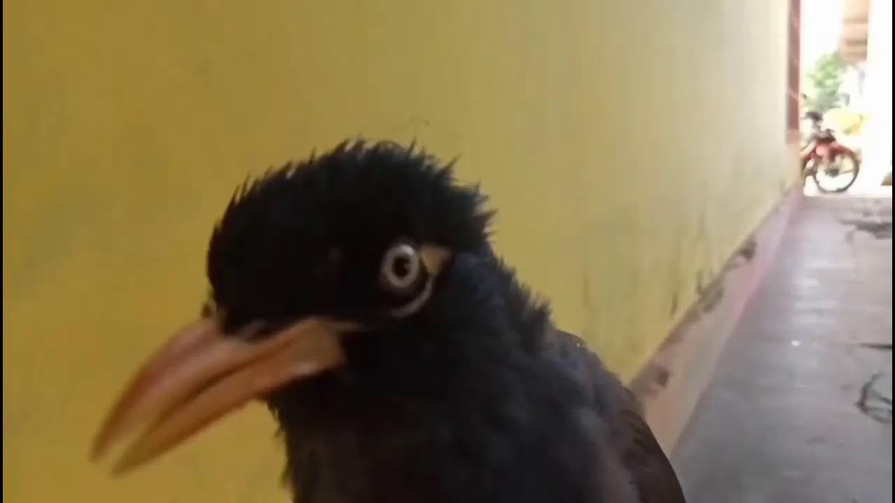 Awas Gacor! Pancingan Jalak Super Gacor.Cocok Untuk Masteran Jalak Muda