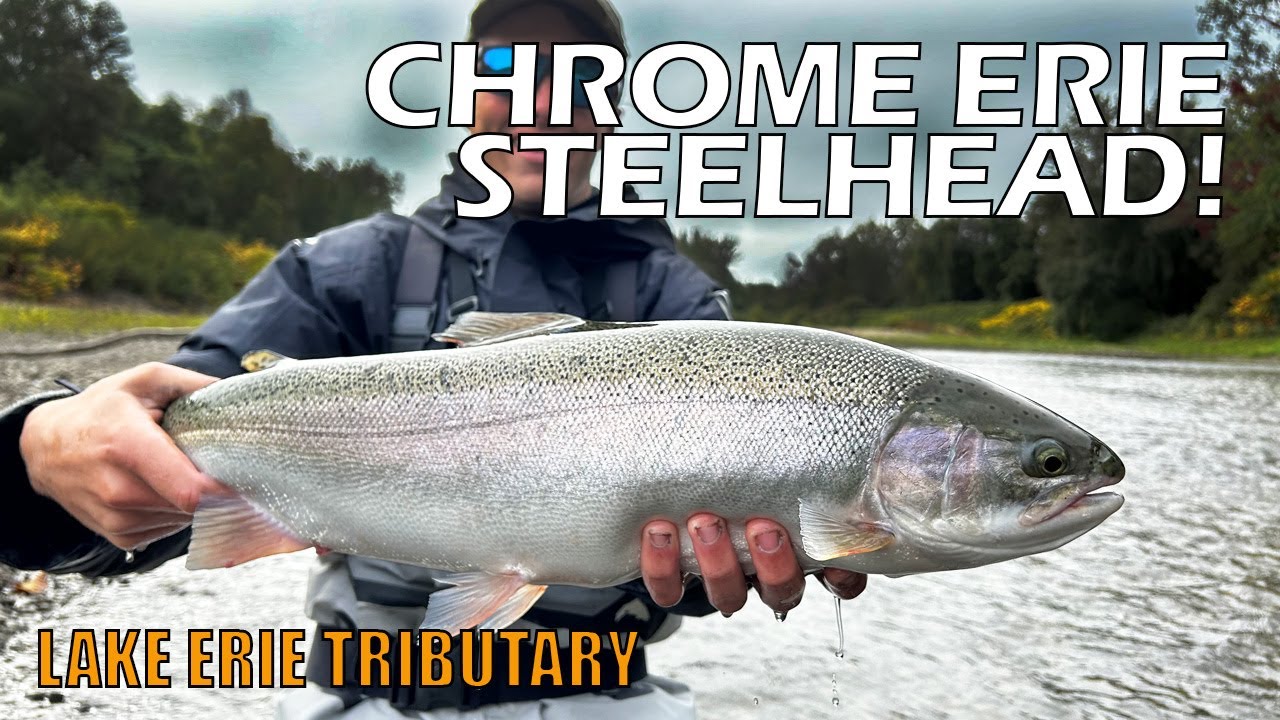 Epic Steelhead Float Fishing Lake Erie Tributary.