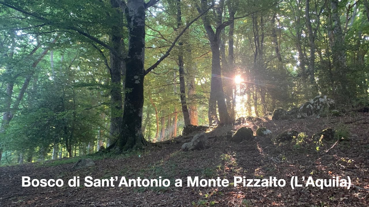 Bosco Sant'Andrea a Monte Pizzoalto