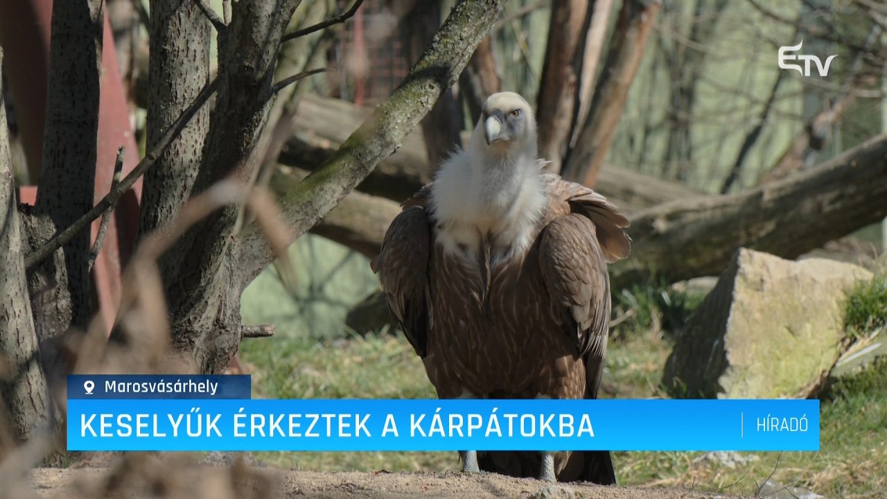 Keselyűk érkeztek a Kárpátokba – Erdély TV