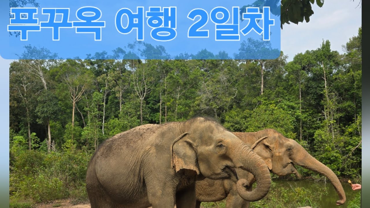 푸꾸옥 여행 2일 차 #빈펄사파리#푸꾸옥