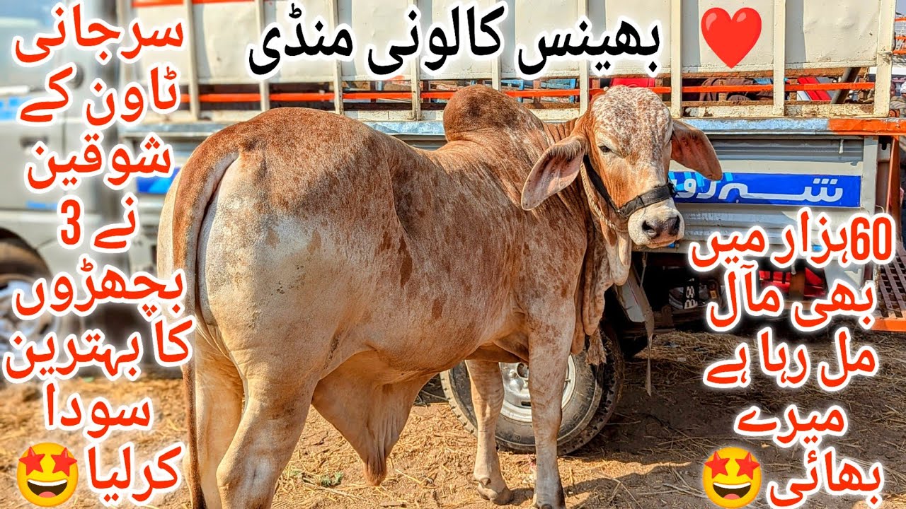 Bhains Colony Mandi Karachi Cattle Latest Rates Update 22 January 2025 | Cow Mandi 2025