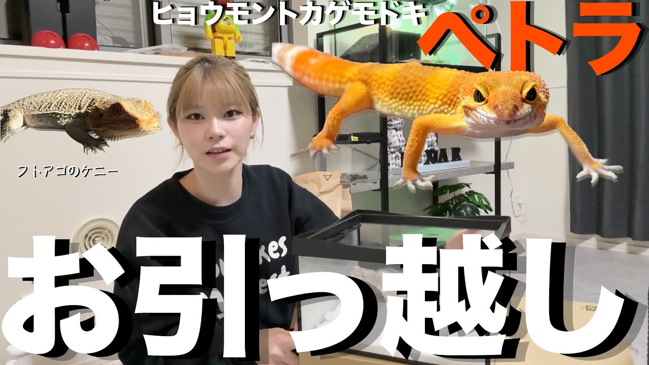 【レオパ】凍えていたので急いで引越ししました。【すまも】【すもも】