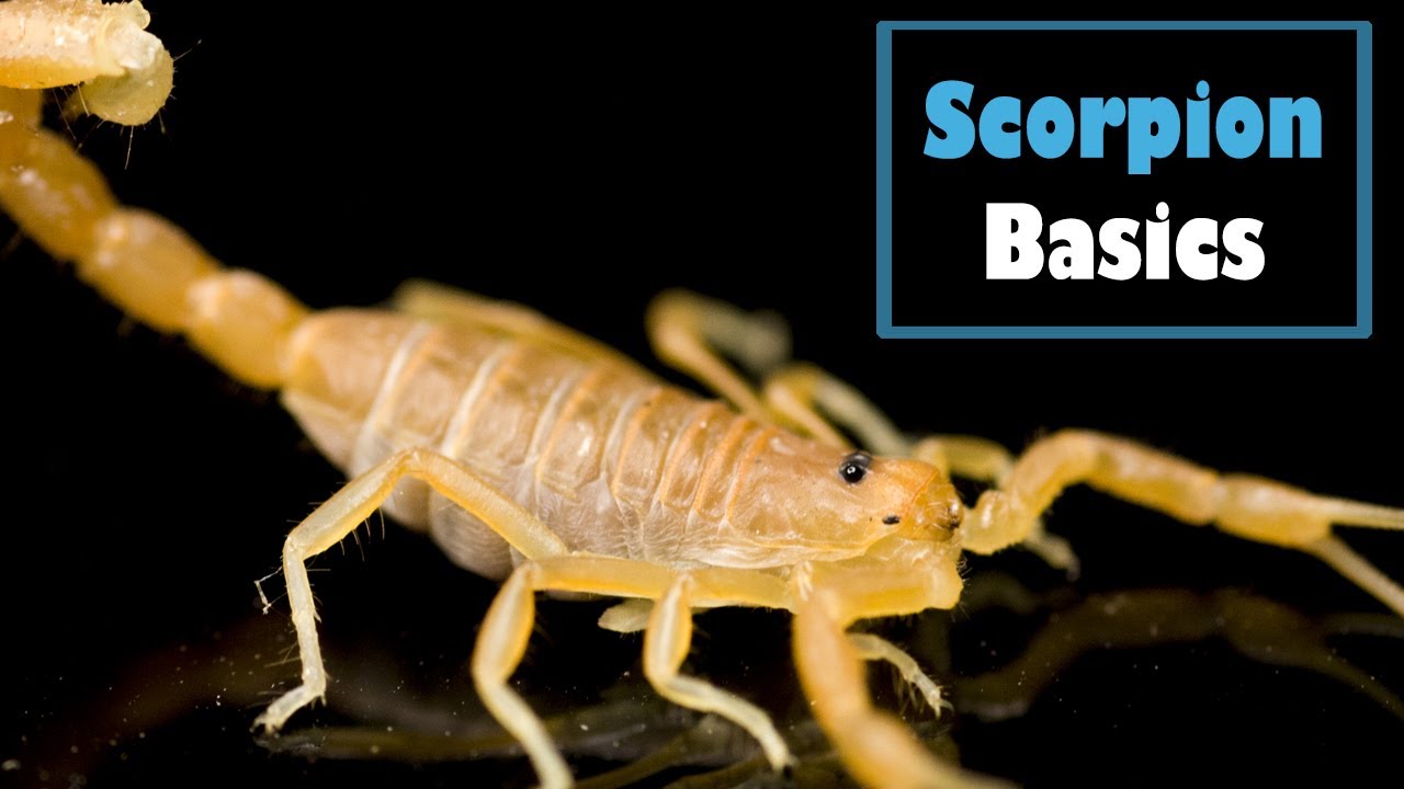Scorpion care - let's start with the basics