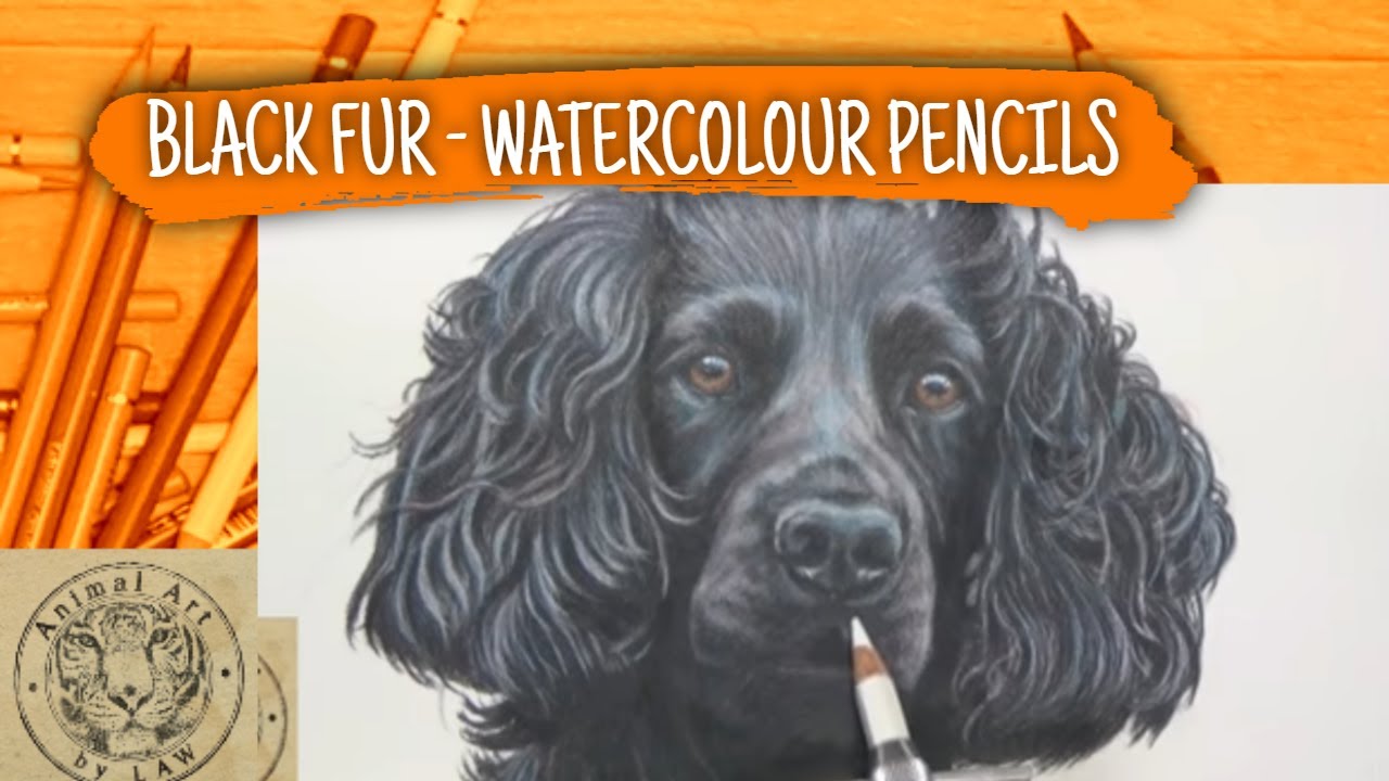 How to draw black fur using watercolour pencils - dog portrait - Faber Castell Albrecht Durer
