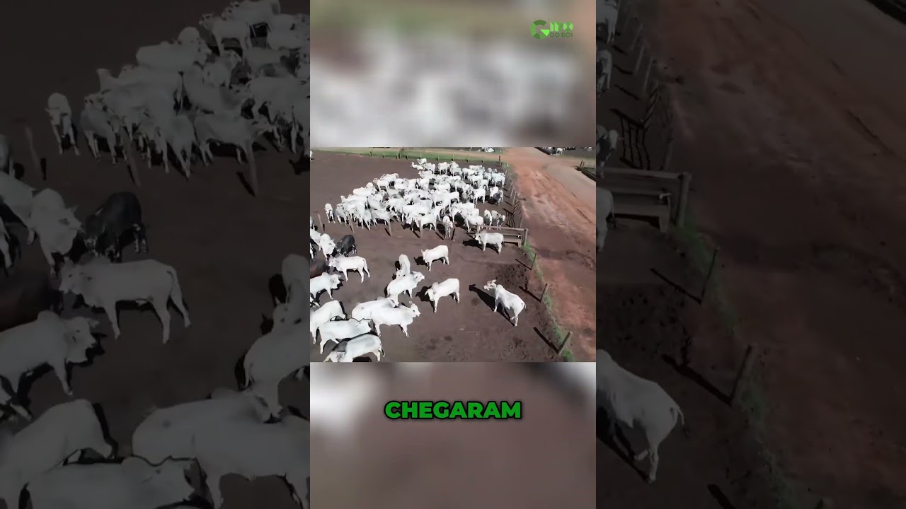 Voc&ecirc; sabe como &eacute; a rotina intensa de um confinamento que engorda 40 mil bois por ano?