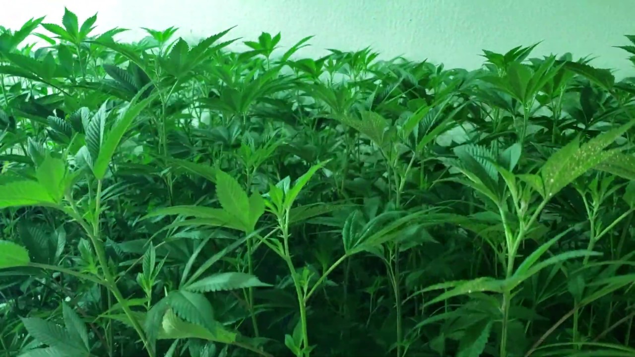 Thriving Young Cannabis Plants