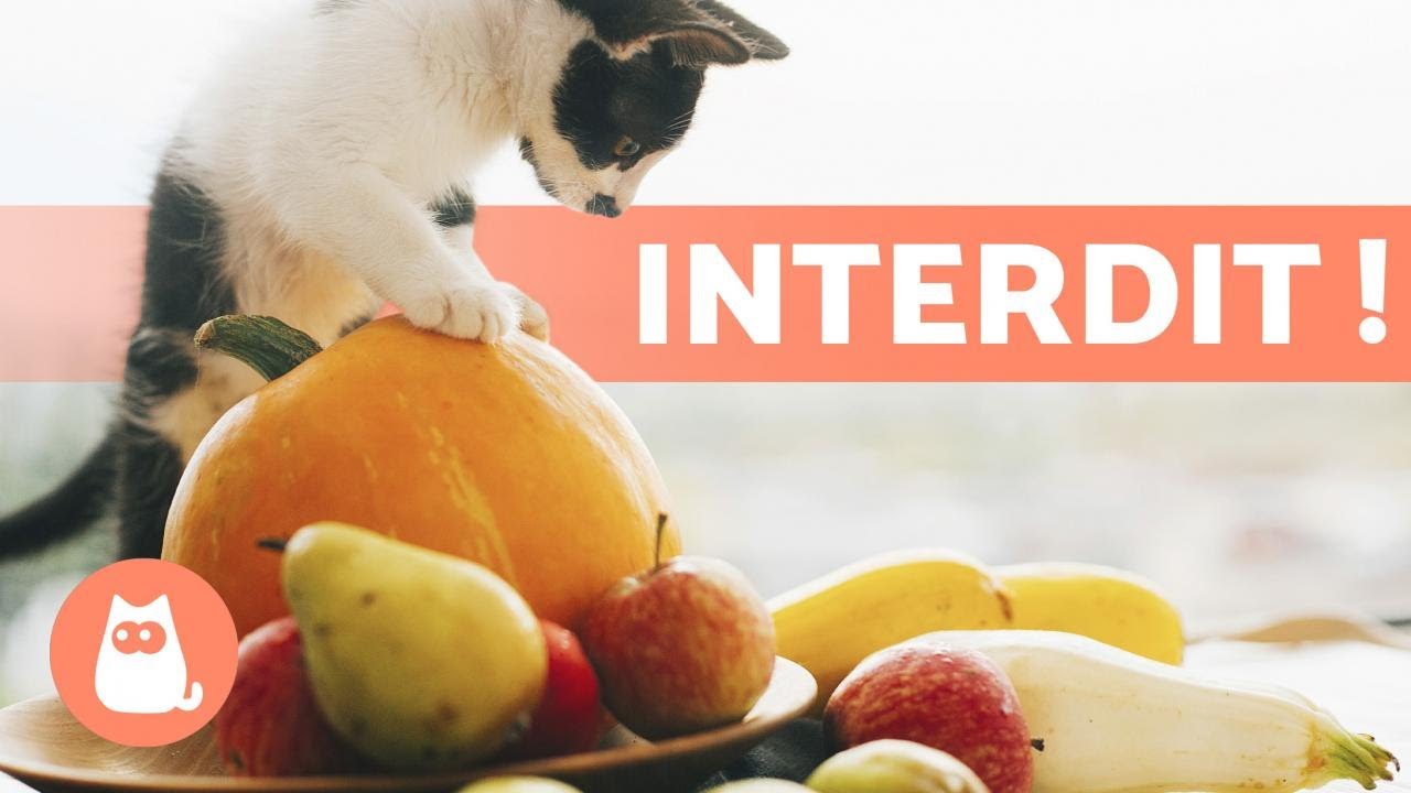 7 FRUITS et LÉGUMES INTERDITS pour votre CHAT 🙀🍇